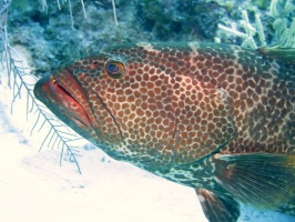 012 Tiger Grouper  IMG 5314